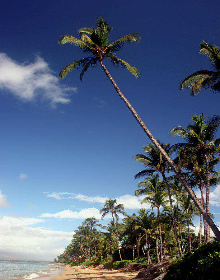 King of Palms Photograph by Daniel Baralt - Fine Art America