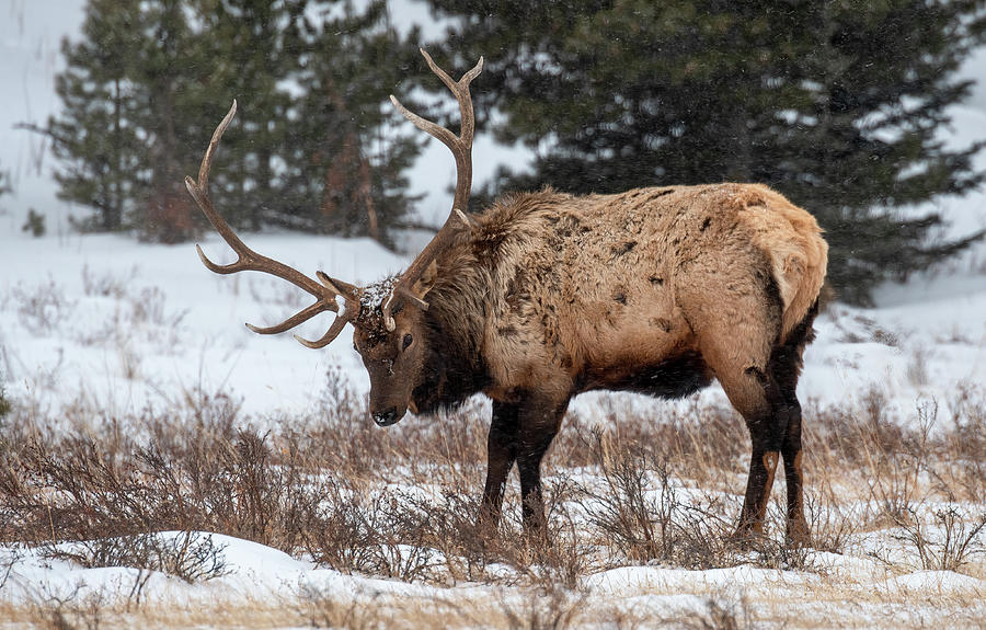 King of Rocky Mountain National Park Photograph by Marcy Wielfaert
