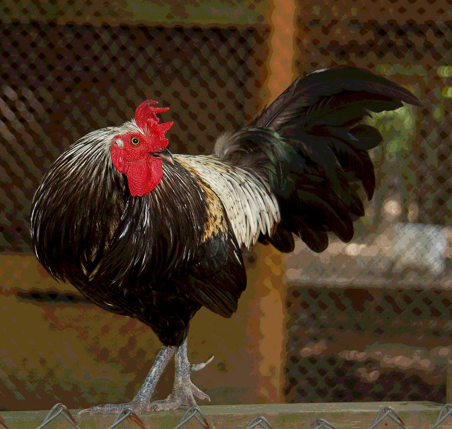 Rooster Photograph - King of the Barnyard ...or So He Thinks by Suzanne Gaff