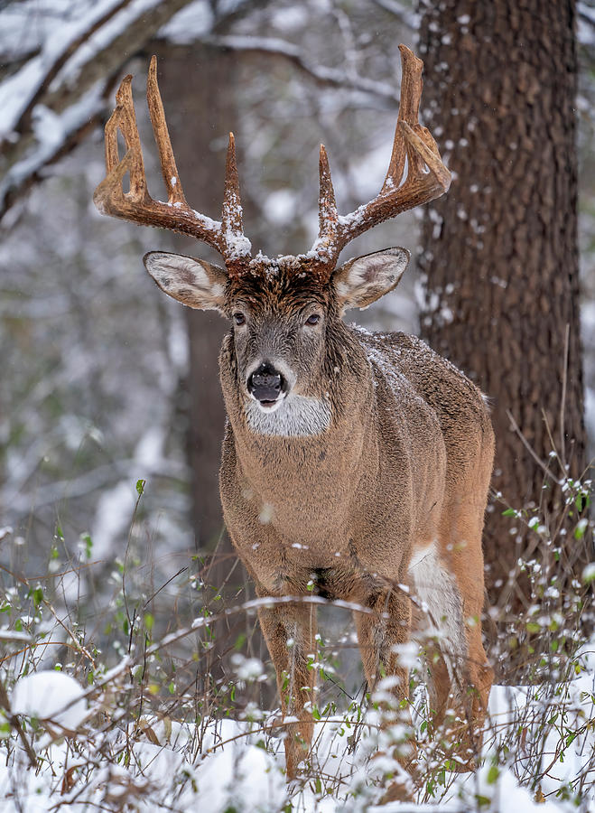 King of the Forest Photograph by Pat Eisenberger - Pixels