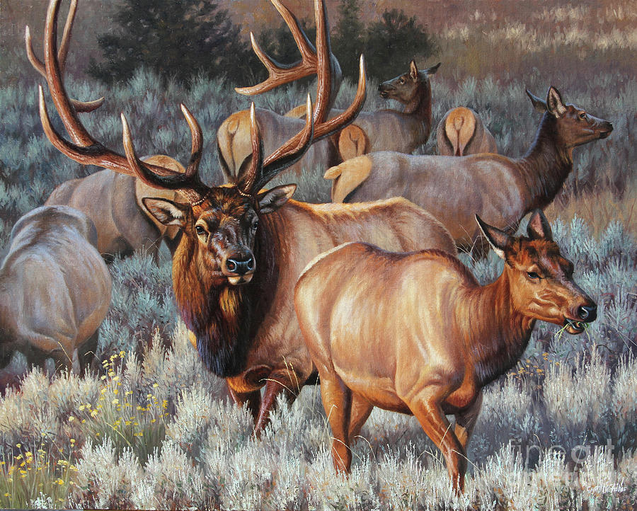 King Of The Herd Elk Painting by Cynthie Fisher - Pixels