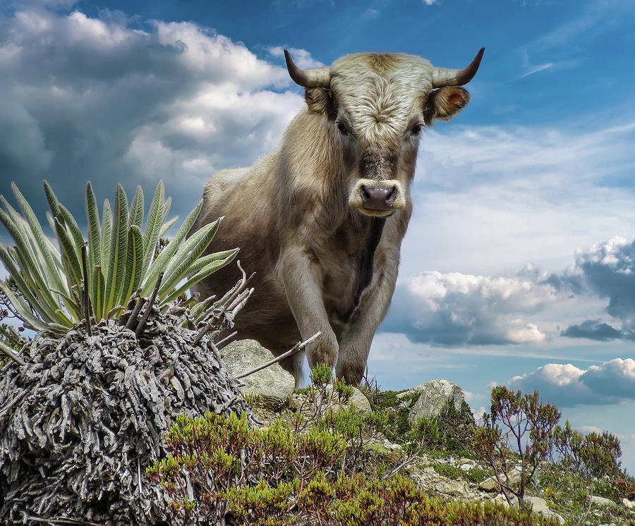 Animal Photograph - King of the HIll - Feral Charolais Bull by Wilfredor Rodriguez