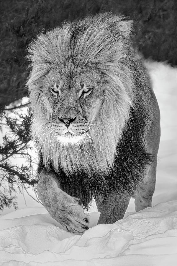 King of The Jungle BW Photograph by Susan Candelario