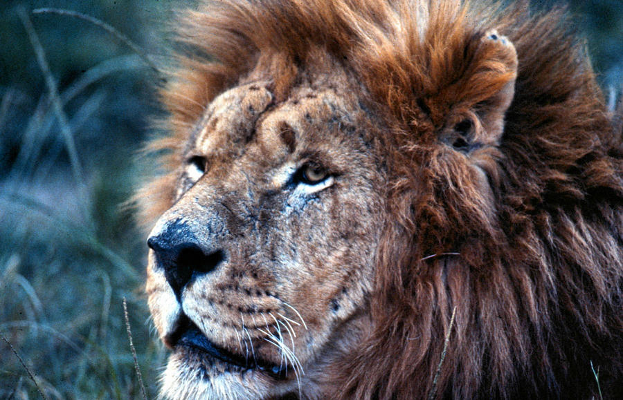 King of the Jungle Profile Photograph by Russ Considine