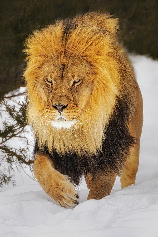 King of The Jungle Photograph by Susan Candelario - Pixels