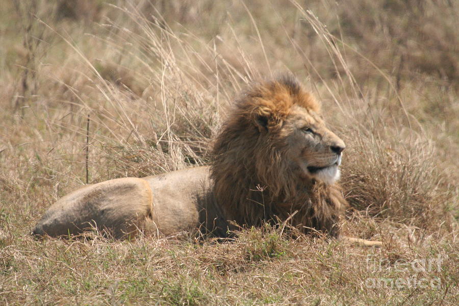 King of the Lions Photograph by Saving Memories By Making Memories King of the Lions Photograph by Saving Memories By Making Memories