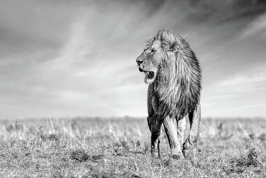 Mammal Photograph - King of the Maasai Mara - African Lion by Eric Albright