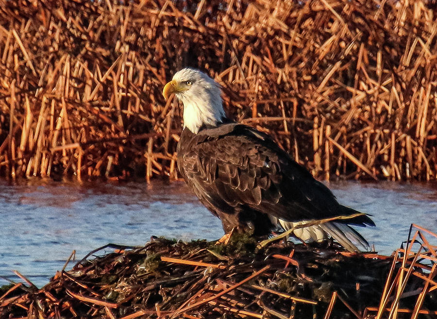 King of The Mound Photograph by Dennis Becht - Fine Art America