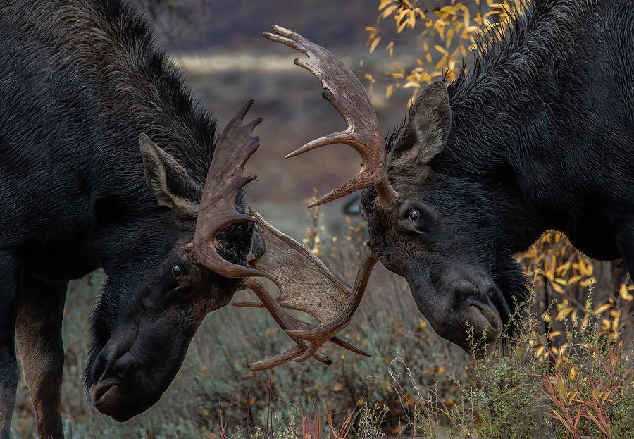 King of the Mountain, Bull Moose in Rut Photograph by Marcy Wielfaert