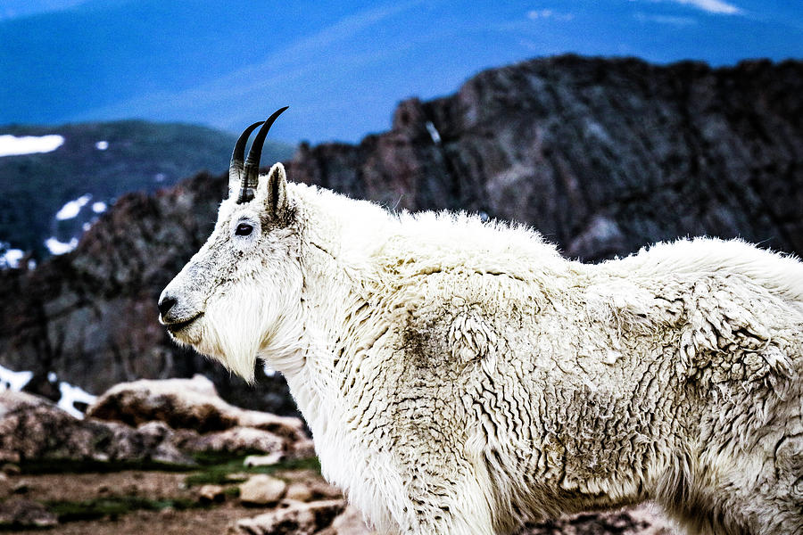 King Of The Mountain Photograph By Kamie Nelson - Fine Art America