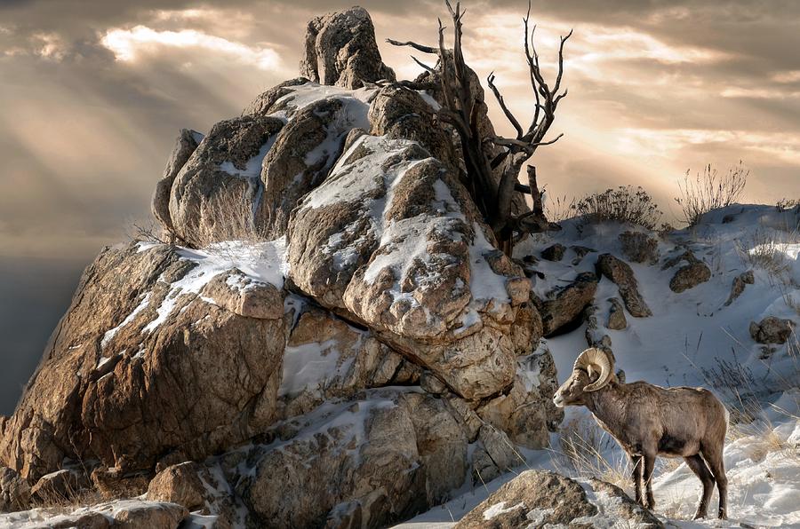 Sheep Photograph - King of the Mountain by Laura Terriere