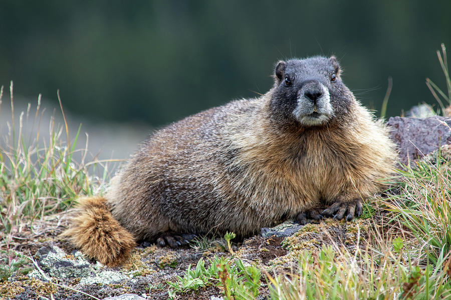 King of the Mountain Photograph by Lea Frye - Pixels