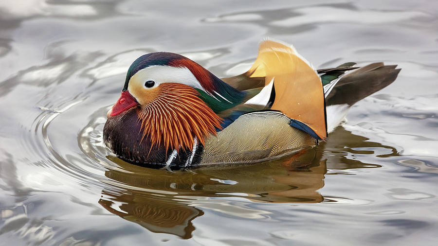 Duck Photograph - King of the Pond by Pierre Leclerc Photography