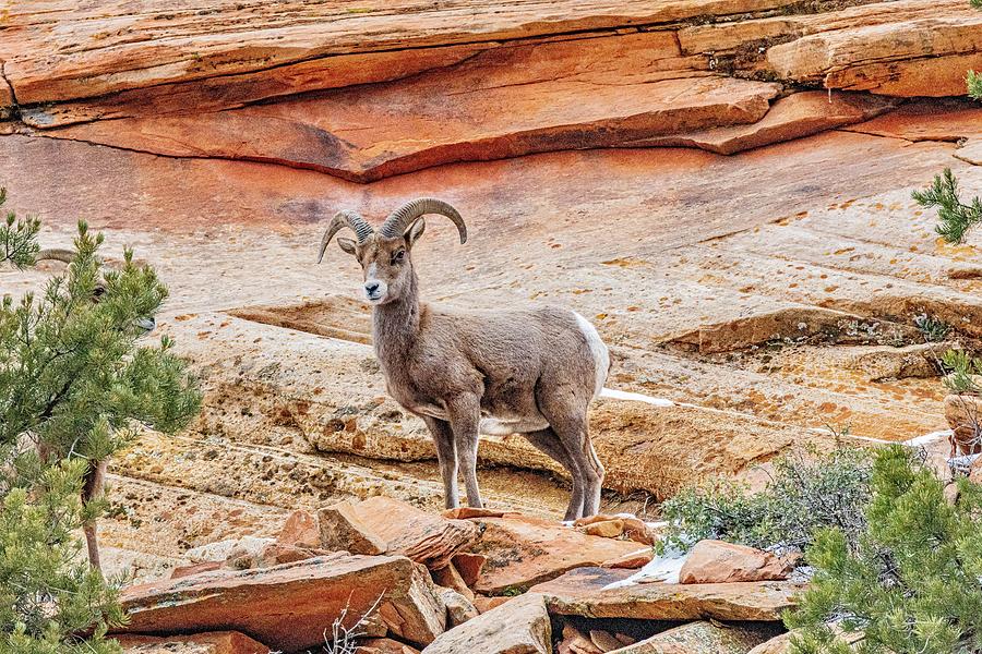 King Of The Red Rocks Photograph By Wesley Gilson - Fine Art America