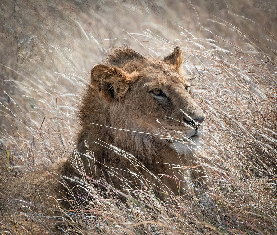King of the Serengeti, A Lion Portrait Photograph by Marcy Wielfaert