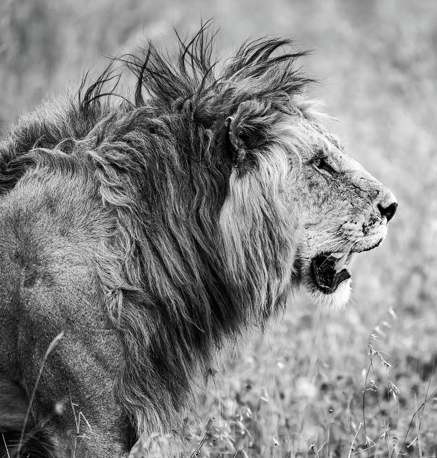 King of the Serengeti Photograph by David Hart