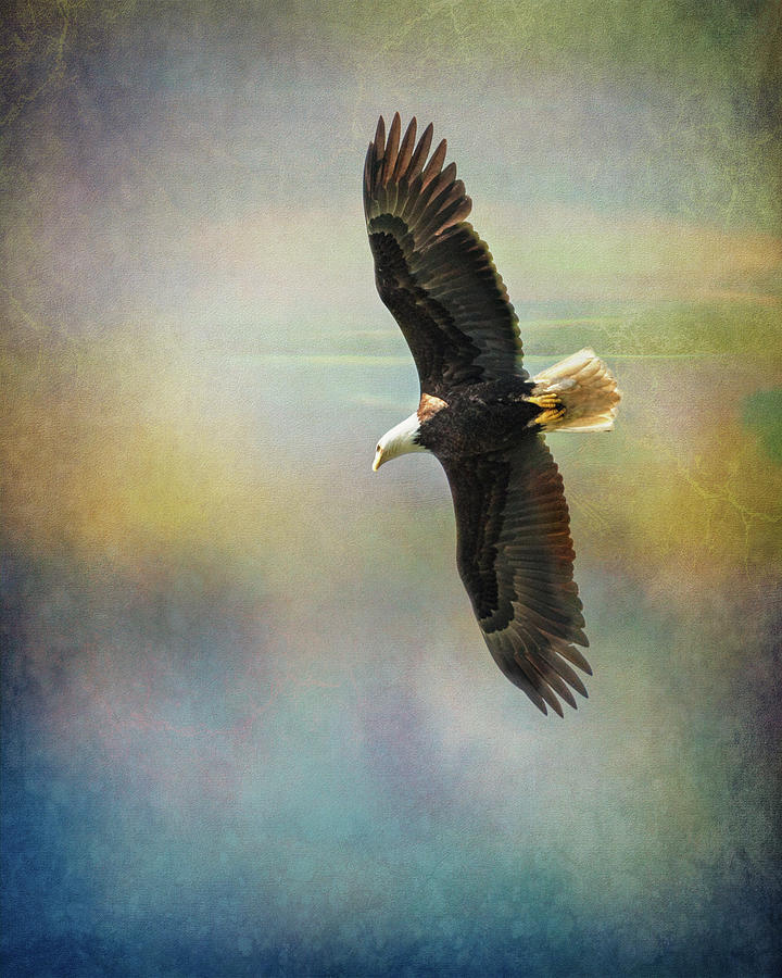 King of the Sky - Bald Eagle Photograph by Sue Leonard