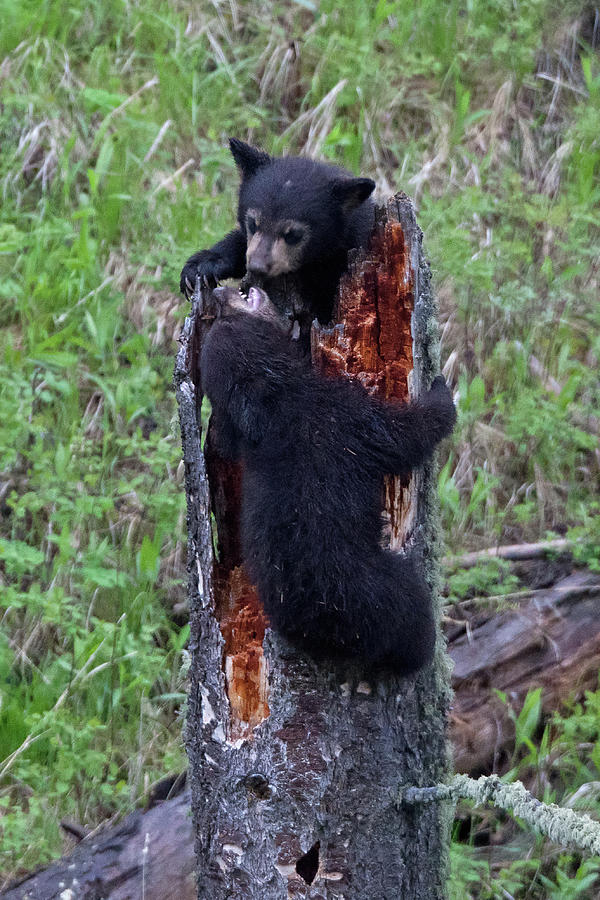 King of the Stump Black Bear Cub Game Photograph by Natural Focal Point Photography