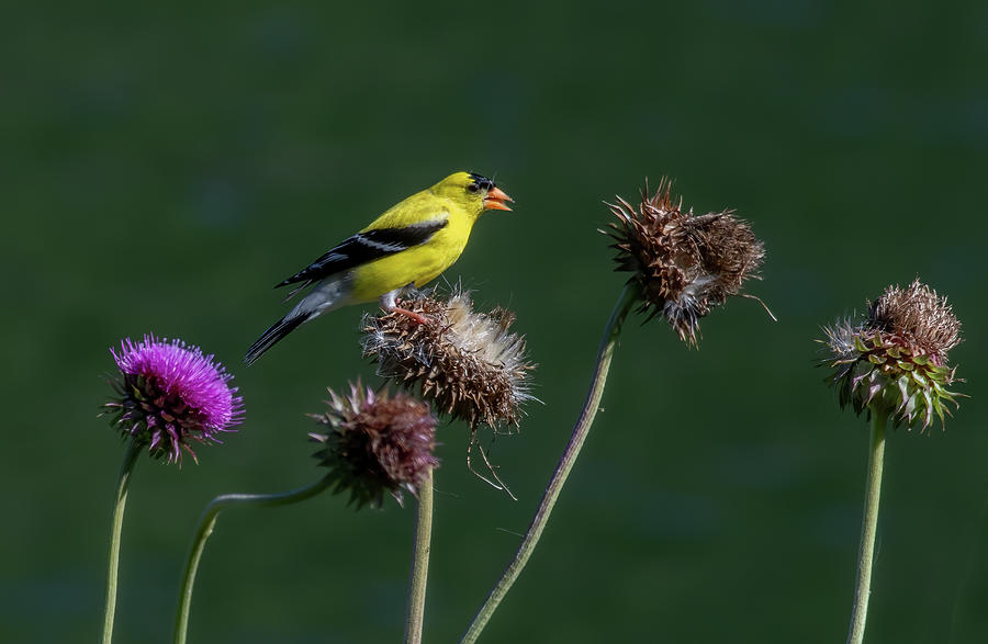 King of the Thistle Photograph by Marcy Wielfaert