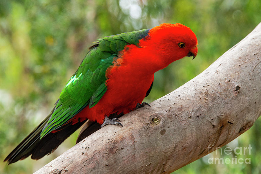 King Parrot Photograph by Bob Phillips