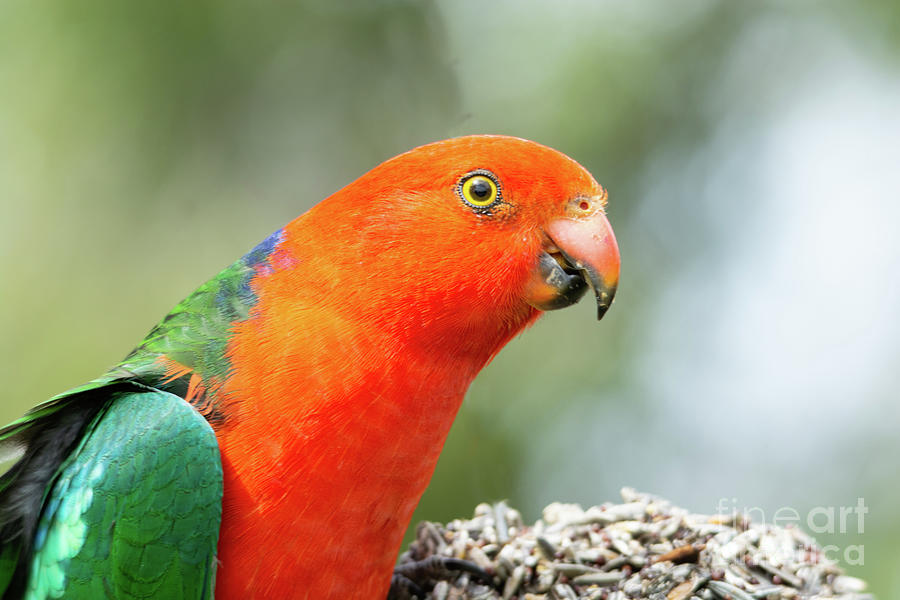 King Parrot Portrait Photograph by Christopher Edmunds - Fine Art America