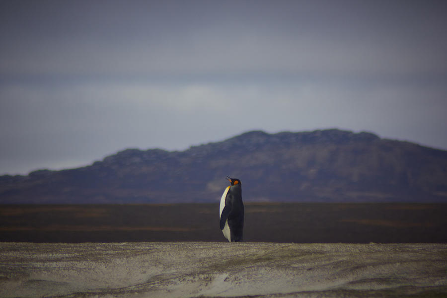 King Penguin at volunteer point Photograph by Jamie_Corsby