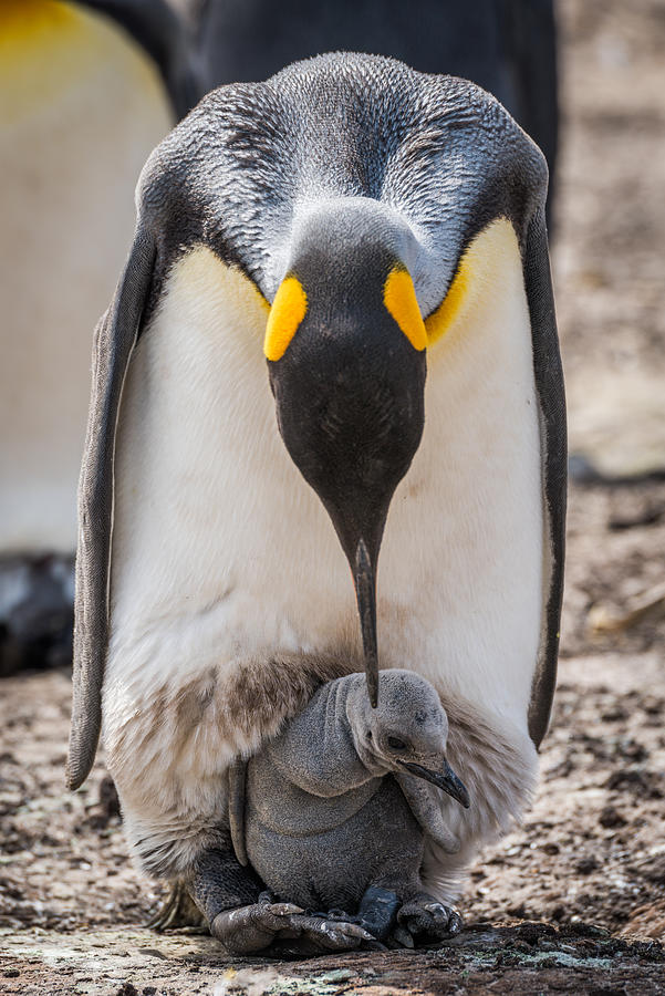 King penguin bending over to preen chick Photograph by Nick Dale