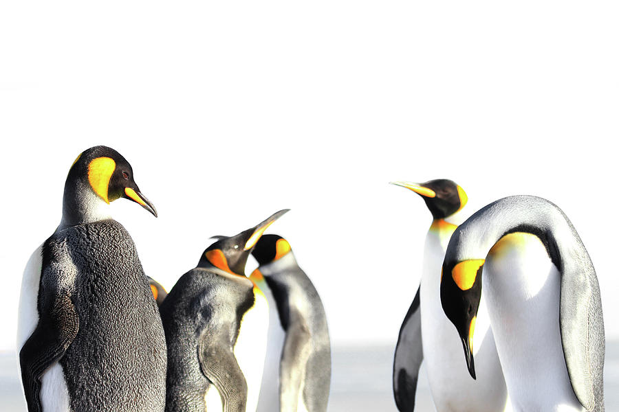 King Penguin Isolated, White Background Photograph