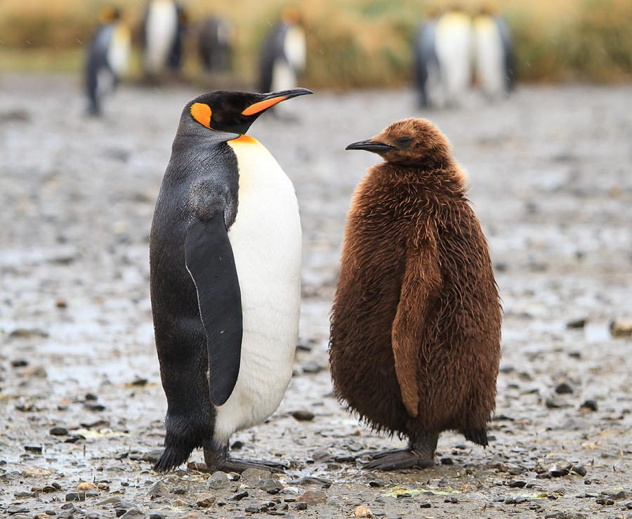 King penguin Photograph by Jack Reynolds