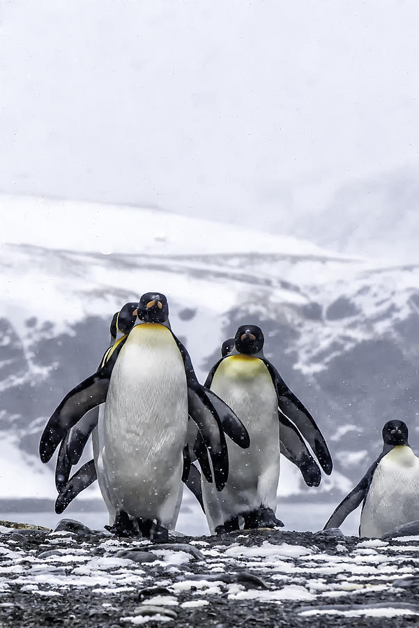 King Penguin Marching in the Snow Photograph by Bobbushphoto