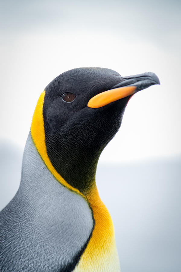 King Penguin Portrait Photograph by Chasing Light - Photography by James Stone james-stone.com