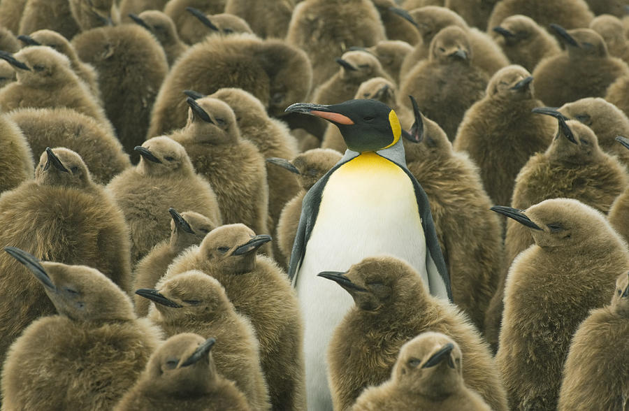 King Penguin with chicks Photograph by Kevin Schafer