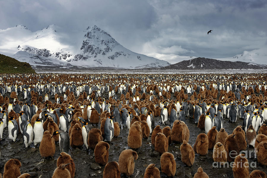 King Penguins Amid Snowy Mountain Landscape on South Georgia Island Photograph by Tom Schwabel