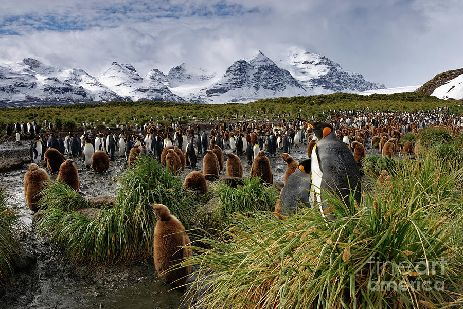 King Penguins and Glaciated Mountains on South Georgia Island Photograph by Tom Schwabel
