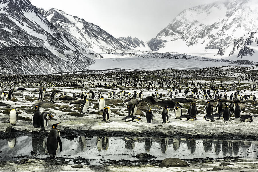 King Penguins at St. Andrews Bay in South Georgia Island Photograph by Bobbushphoto