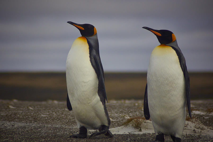 King Penguins at volunteer point Photograph by Jamie_Corsby