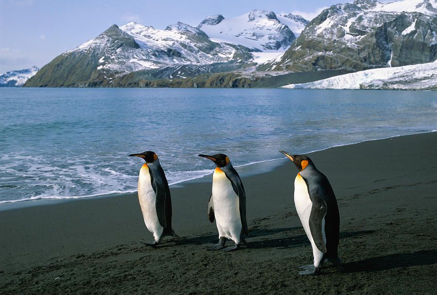 King Penguins In South Georgia, South Atlantic Photograph by Harald Sund