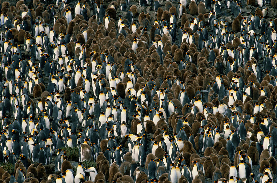 King Penguins In The South Georgia Islands Photograph by Joseph Van Os