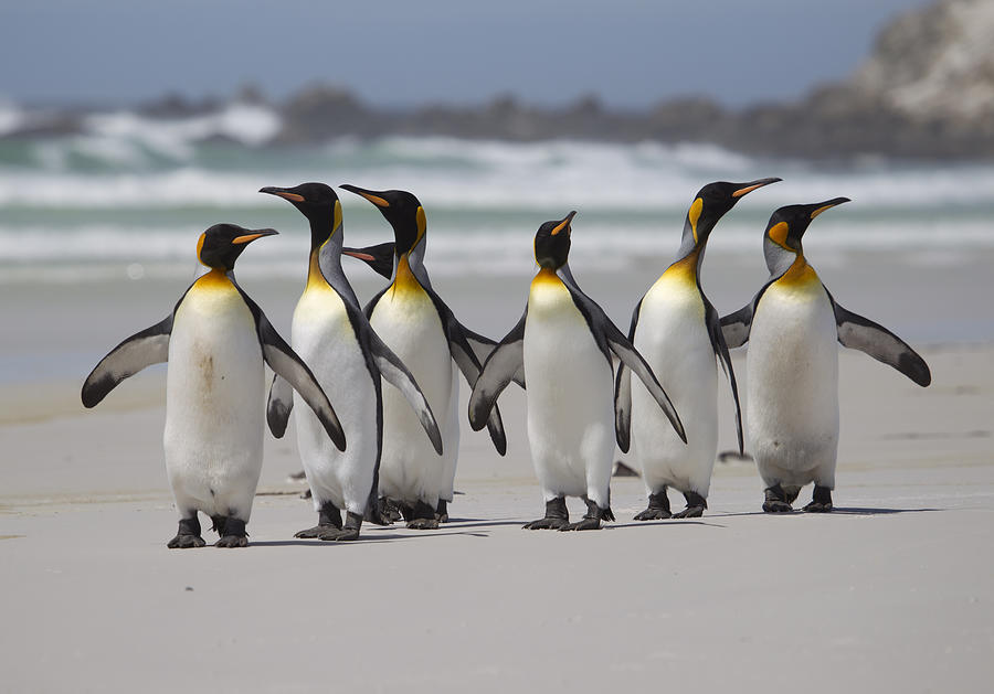 King penguins on the beach at Volunteer Point. Photograph by Richard McManus