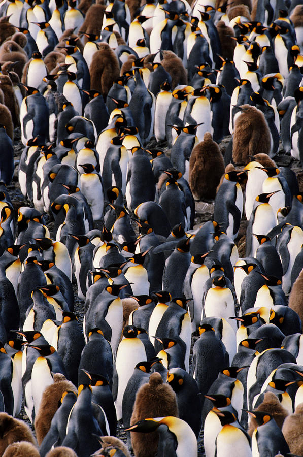King Penguins On The South Georgia Island Photograph by Joseph Van Os