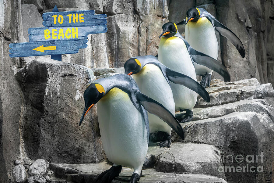 King penguins going to the beach Photograph by Delphimages Photo Creations