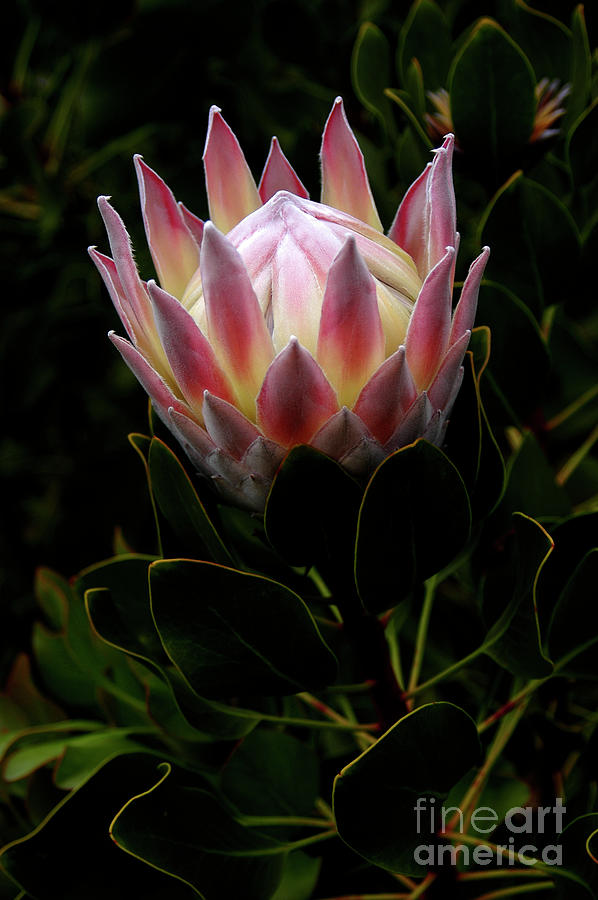 King Protea beginning to open Photograph by Gunther Allen