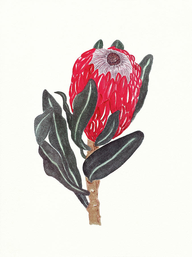 King Protea Blossom Painting by Deborah League