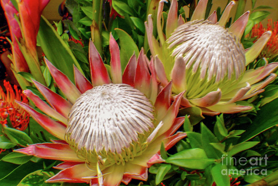 Flower Photograph - King Protea in Bloom by D Davila