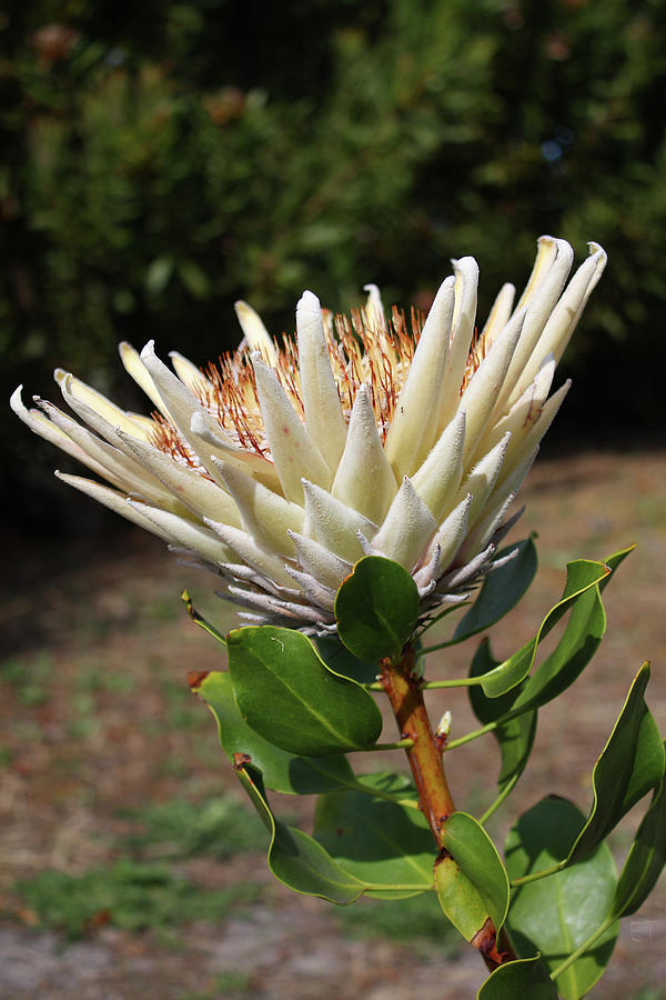 King Protea White -  Protea cynaroides 3 Photograph by Elaine Teague