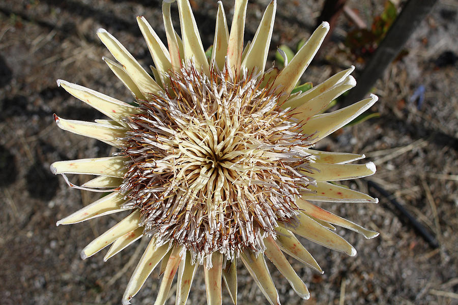 King Protea White - Protea cynaroides Photograph by Elaine Teague