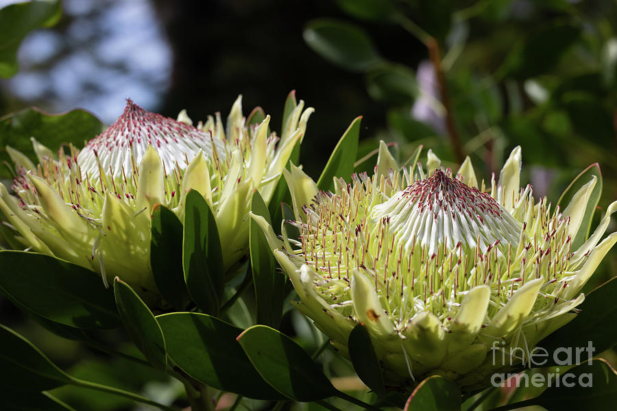 Flower Photograph - King Proteas by Eva Lechner