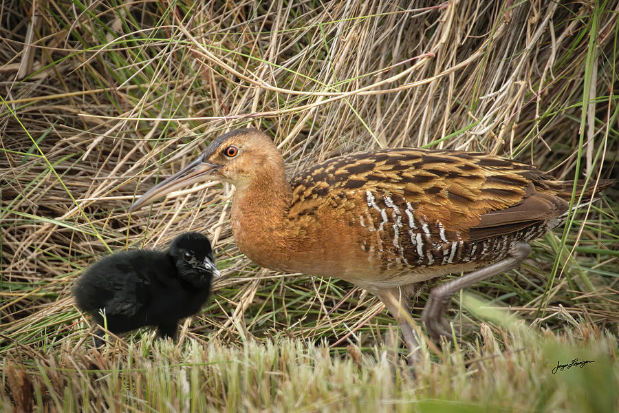 Bird Photograph - King Rail With Chick by Jurgen Lorenzen