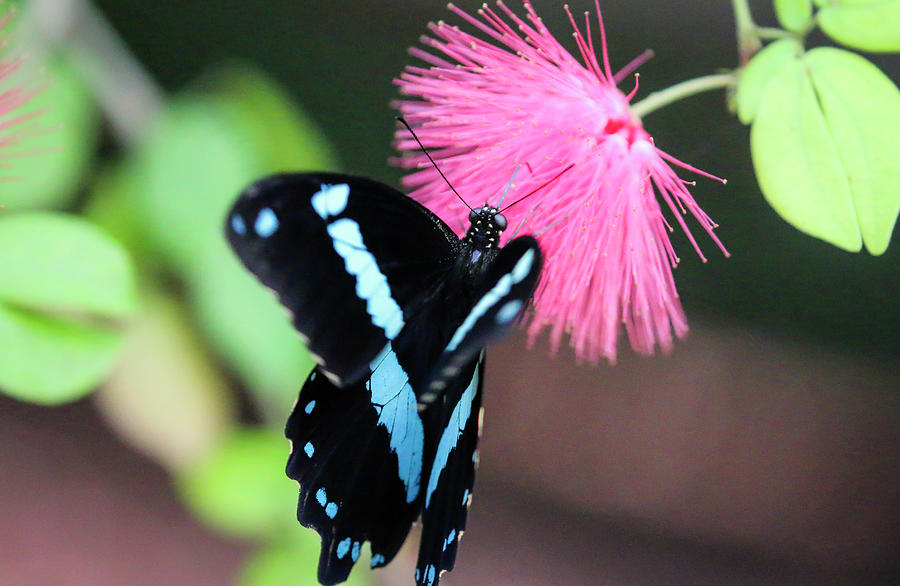 King Shoemaker Butterfly on Pink Fairy Duster Photograph by Dawn Richards