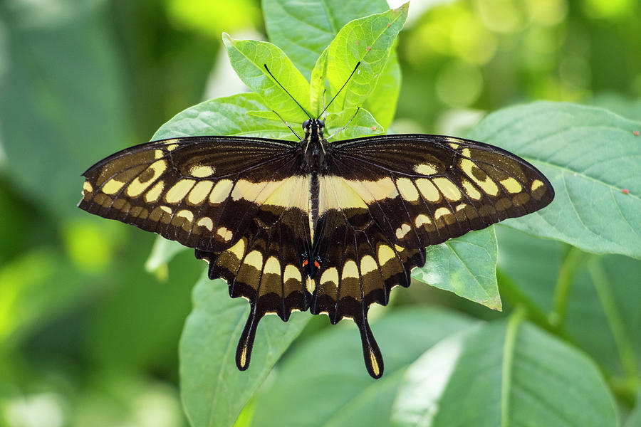 King Swallowtail Butterfly Photograph by Jean Haynes - Fine Art America